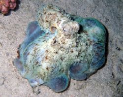 "Smothering" Octopus hunting at Ras Caty taken with E300. by Nikki Van Veelen 